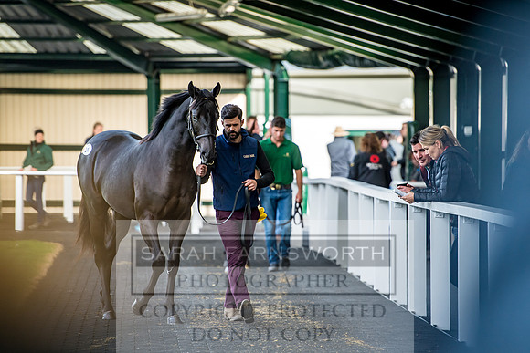 Goffs Orby 2017-129