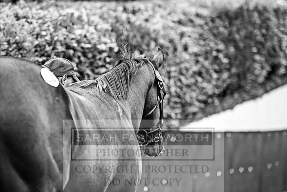 Goffs Orby 2017-675