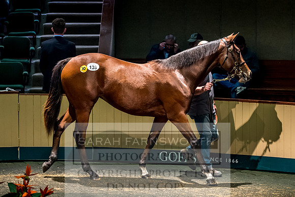 Goffs Orby 2017-299