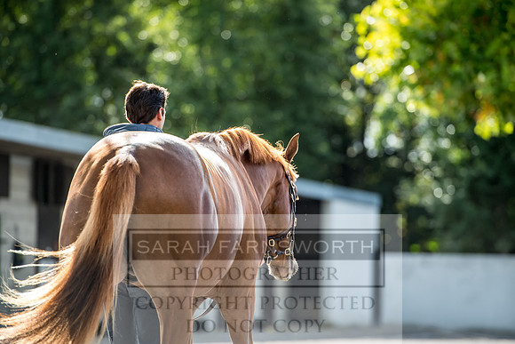 Goffs Orby 2017-267