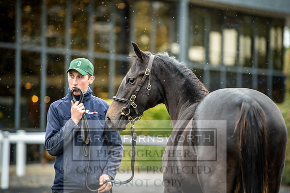Goffs Orby 2017-593