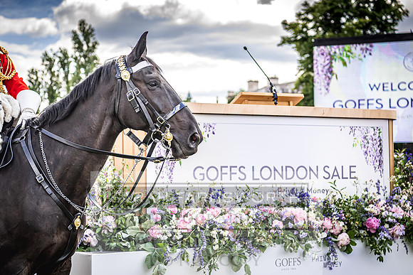 Goffs London Sale 2022-133
