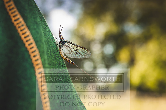 Mayfly Hatch and Brown Trout 2020-61