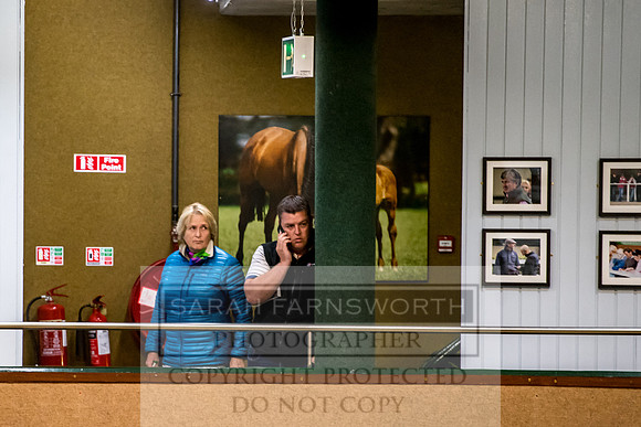 Goffs Orby 2017-298