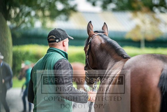 Goffs Orby 2017-81