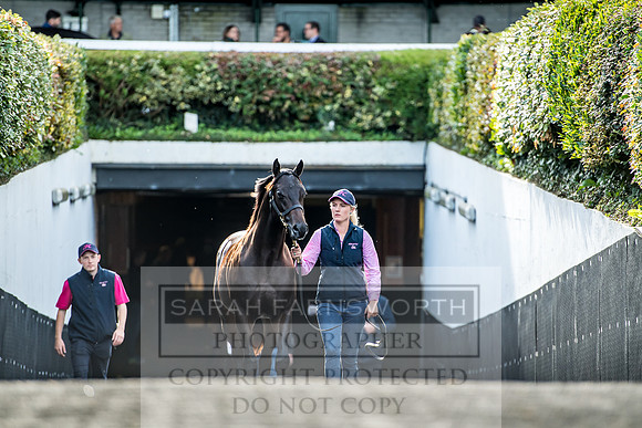 Goffs Orby 2017-147