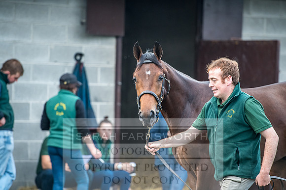 Goffs Orby 2017-70
