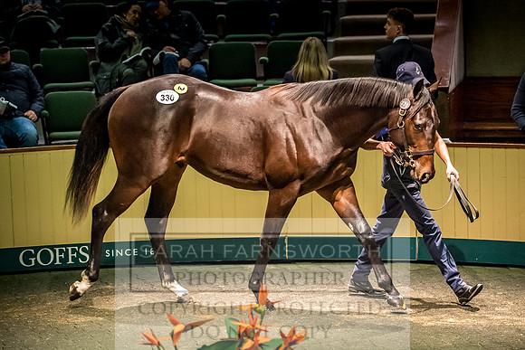Goffs Orby 2017-680
