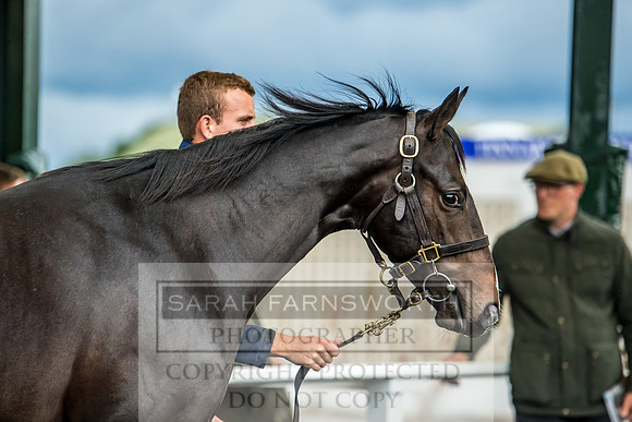 Goffs Orby 2017-669