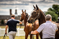 Goffs London Sale 2022-13