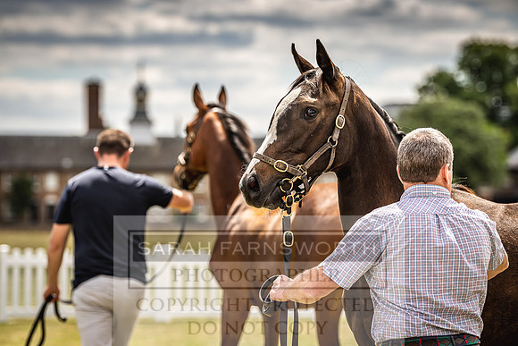Goffs London Sale 2022-13