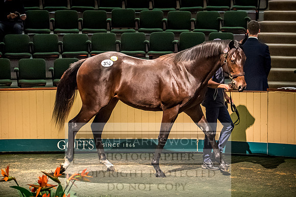 Goffs Orby 2017-679