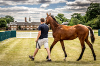 Goffs London Sale 2022-9