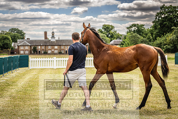 Goffs London Sale 2022-9