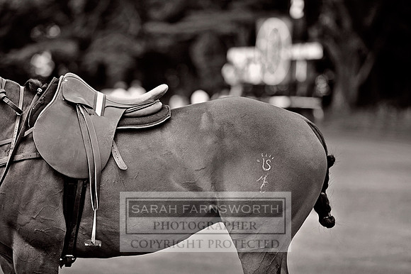 Cirencester Polo CF3 692 bw