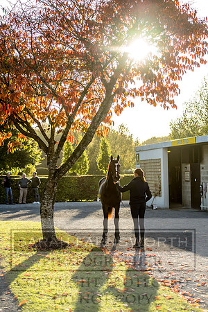 Goffs Orby 2017-439