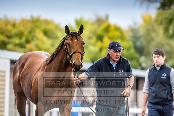 Goffs Orby 2017-643