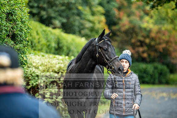 Goffs Orby 2017-555