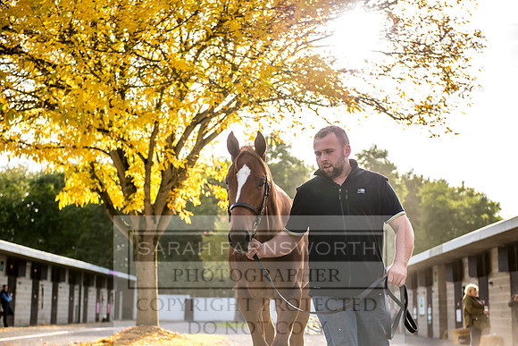 Goffs Orby 2017-316