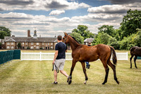 Goffs London Sale 2022-20