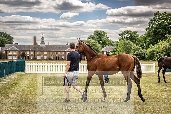 Goffs London Sale 2022-20