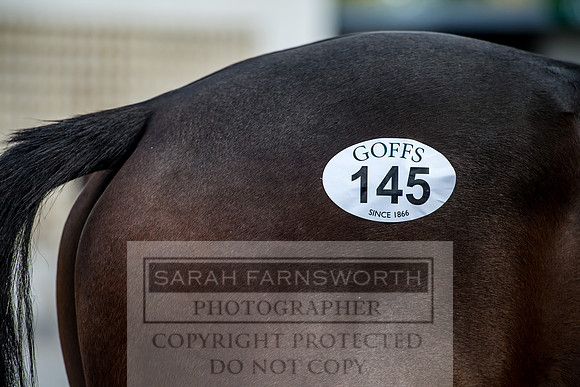 Goffs Orby 2017-294