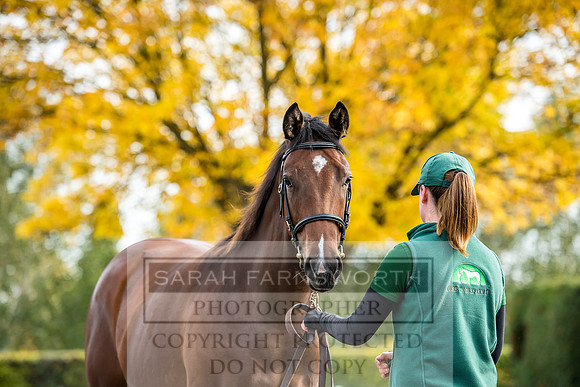 Goffs Orby 2017-184