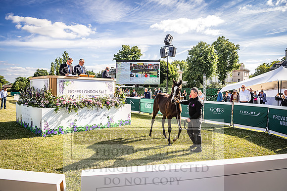 Goffs London Sale 2022-543