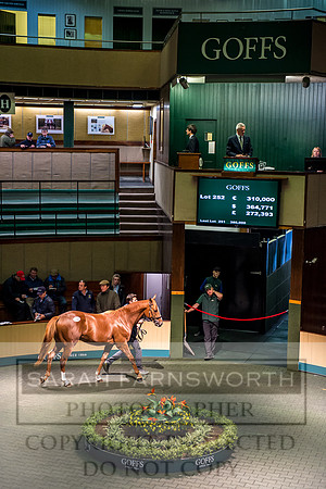 Goffs Orby 2017-620