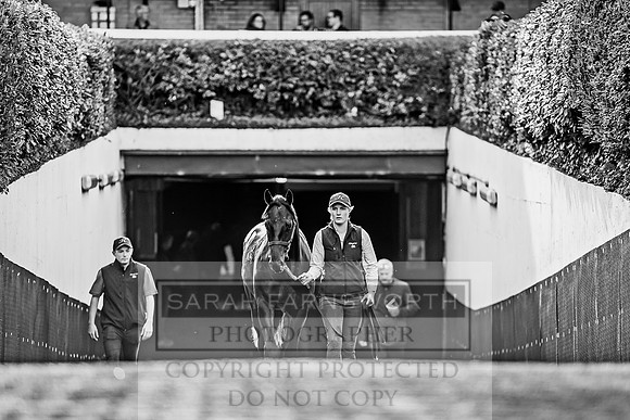 Goffs Orby 2017-145