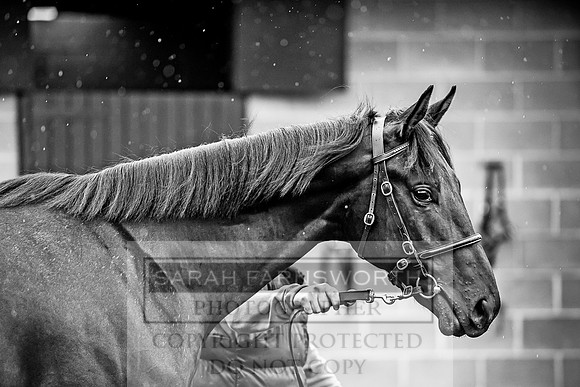 Goffs Orby 2017-595