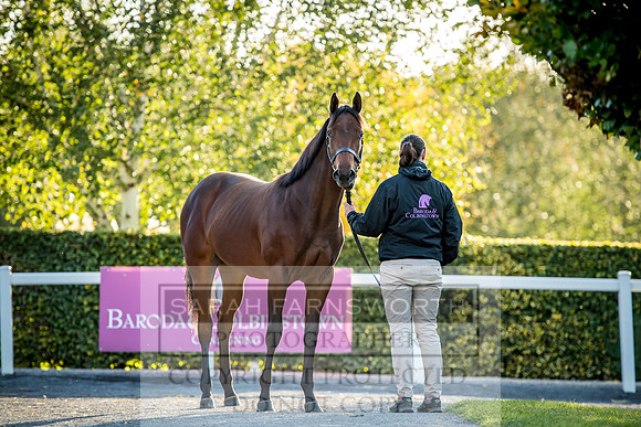 Goffs Orby 2017-451