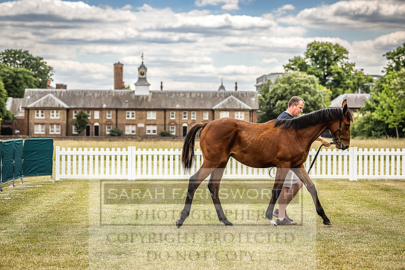 Goffs London Sale 2022-26