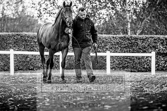 Goffs Orby 2017-575