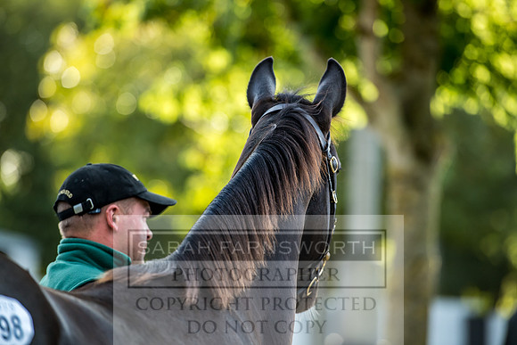 Goffs Orby 2017-342