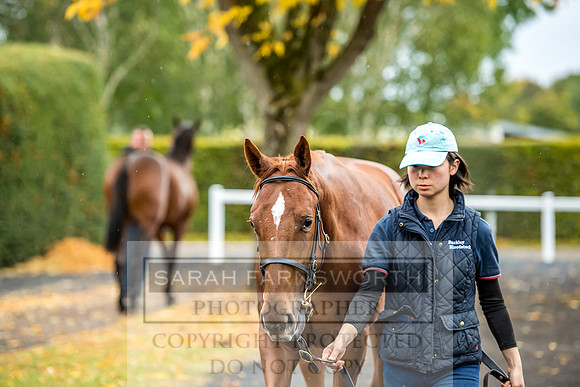 Goffs Orby 2017-585