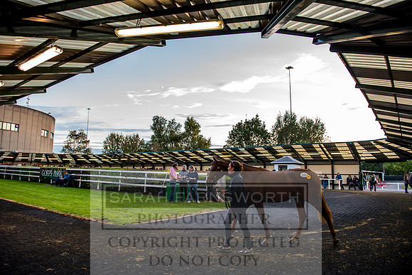 Goffs Orby 2017-478