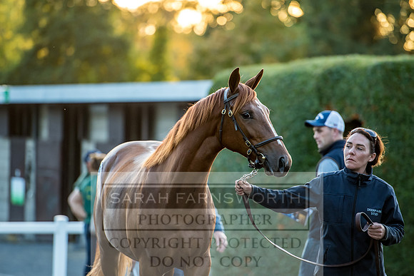 Goffs Orby 2017-462