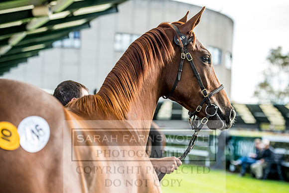 Goffs Orby 2017-296