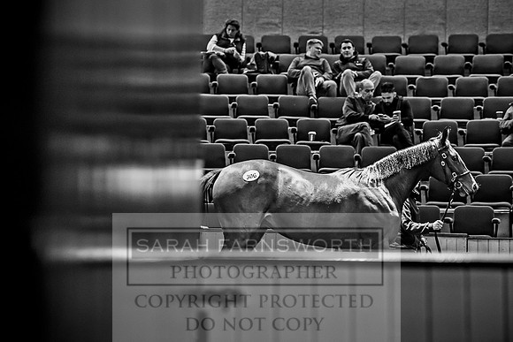 Goffs Orby 2017-655