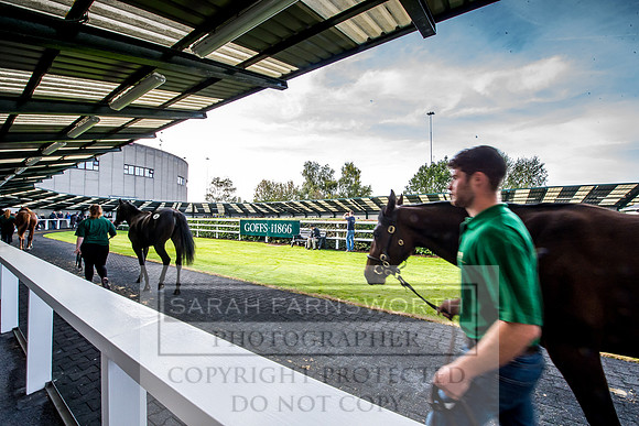 Goffs Orby 2017-135
