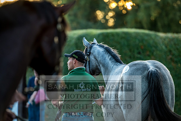Goffs Orby 2017-468