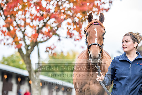 Goffs Orby 2017-543