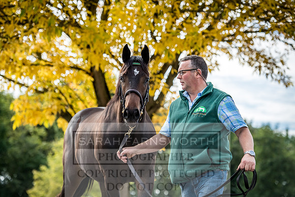 Goffs Orby 2017-253