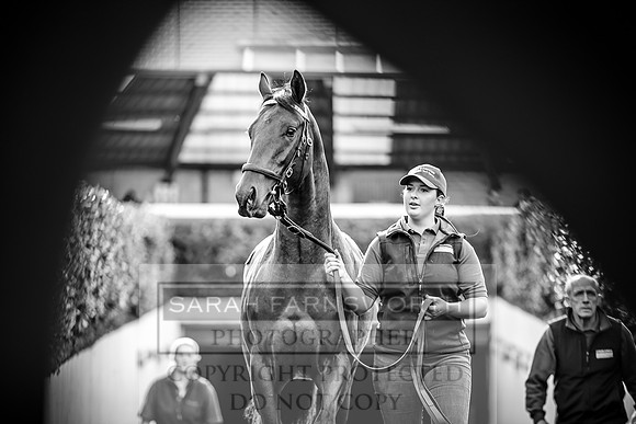 Goffs Orby 2017-161