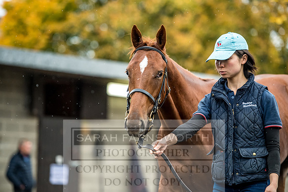 Goffs Orby 2017-587