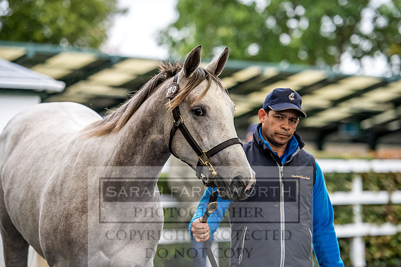 Goffs Orby 2017-704