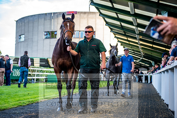 Goffs Orby 2017-398