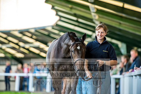 Goffs Orby 2017-401