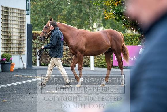 Goffs Orby 2017-43